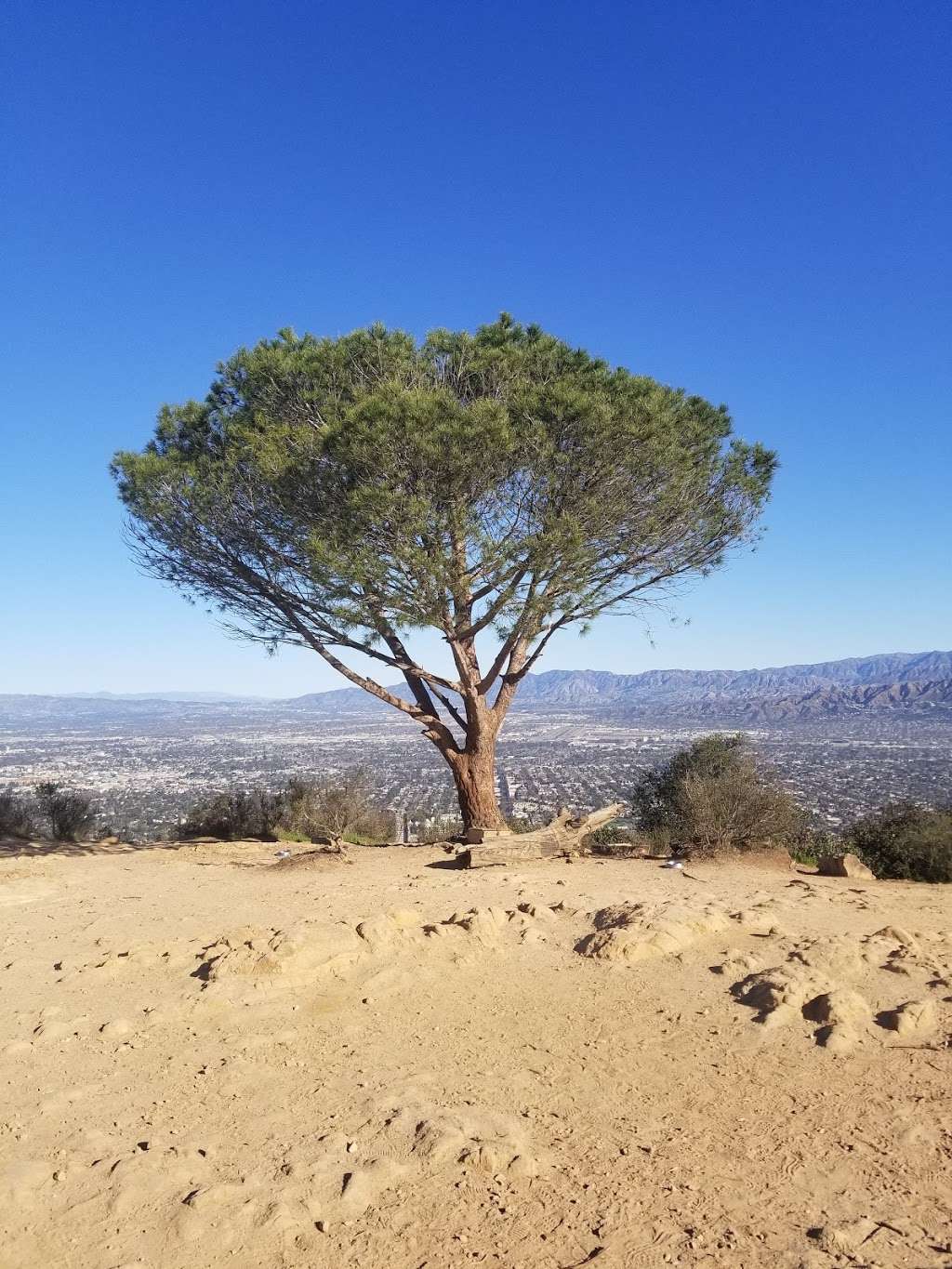 Wisdom tree | 3052 Lake Hollywood Dr, Los Angeles, CA 90068
