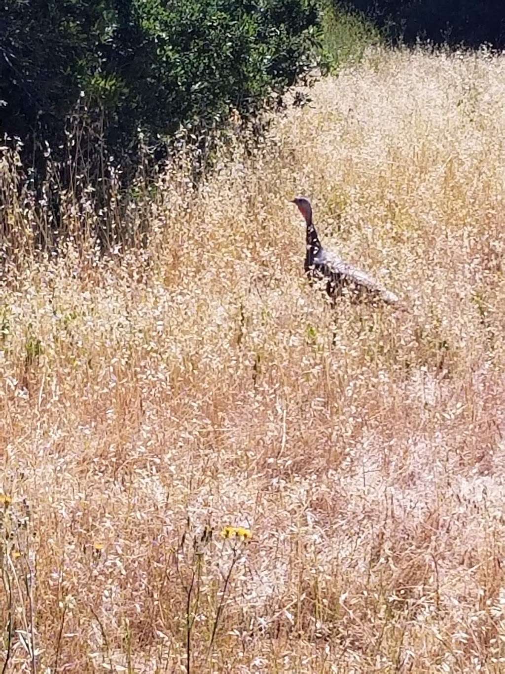 continuation of Coyote creek trail on Coyote ranch road | Coyote Ranch Rd, Coyote, CA 95013, USA