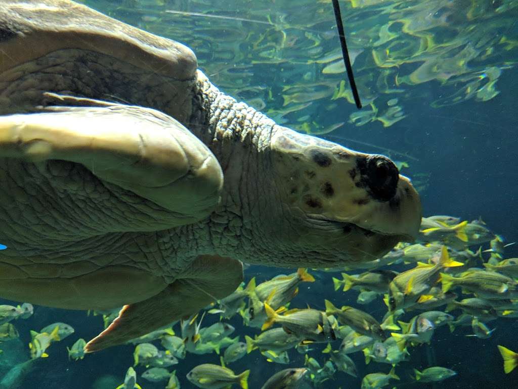 Turtle Reef | San Diego, CA 92109, USA | Phone: (800) 257-4268