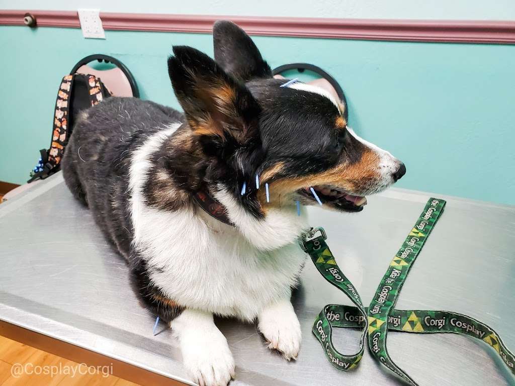 Petsvet Animal Hospital | 15808 N Old El Mirage Rd, Surprise, AZ 85378, USA | Phone: (623) 910-3242