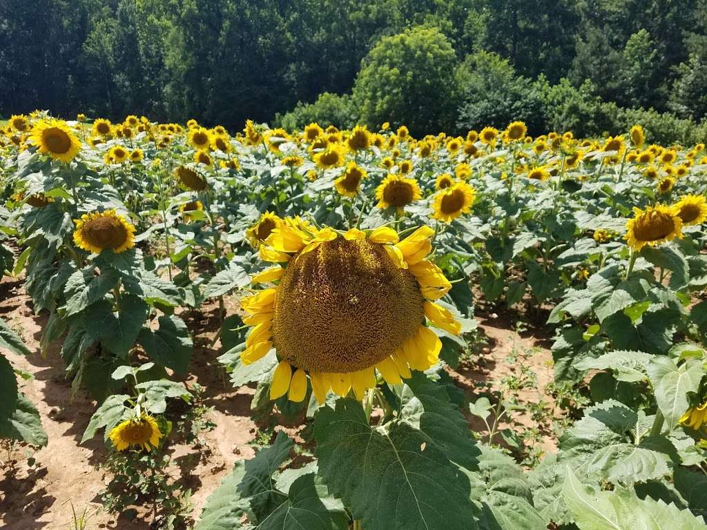 Draper WMA Sunflowers | McConnells, SC 29726