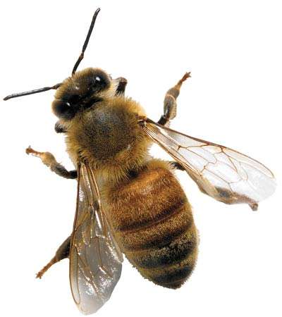 Nu Way Pest Control | 7126 Eckhert Rd Ste 1, San Antonio, TX 78238, USA | Phone: (210) 520-0500