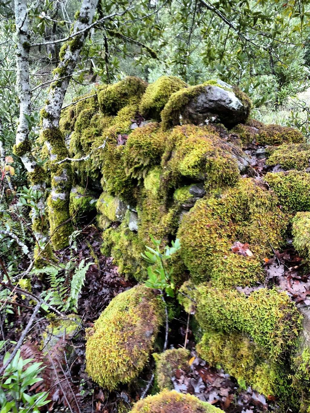 Fairfield Osborn Preserve | Lichau Rd, Penngrove, CA 94951, USA