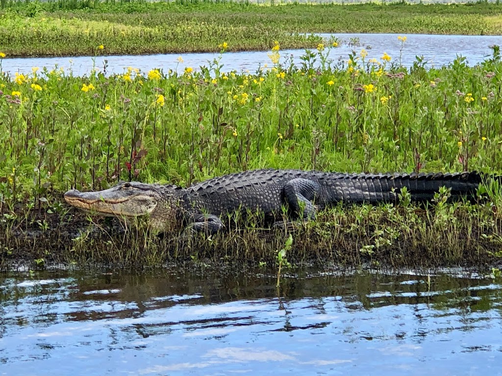 Airboat Rides at MIDWAY | 28501 E Colonial Dr, Christmas, FL 32709, USA | Phone: (407) 568-6790