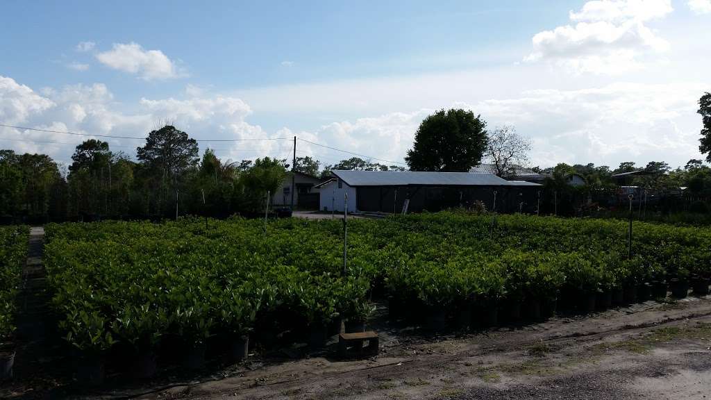 Teels Nursery & Tree Farm Inc | 4092 Fanny Bass Rd, St Cloud, FL 34772 | Phone: (407) 892-3337