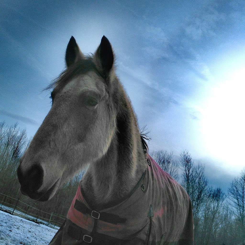 New Jersey Horseback Riding School at Indian Trail Farm | 3658 Maple Ave, Vineland, NJ 08361, USA | Phone: (609) 870-1588