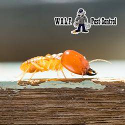 W.O.L.F. Pest Control, LLC | 31126 LA-16 B, Denham Springs, LA 70726, USA | Phone: (888) 763-9653