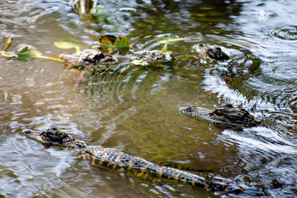 Black Bear Wilderness Trailhead | 5298 Michigan Ave, Sanford, FL 32771, USA | Phone: (407) 665-2211