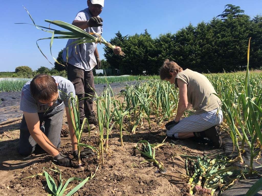 Sutton Community Farm | 40a Telegraph Track, Wallington SM6 0SH, UK | Phone: 07419 740754