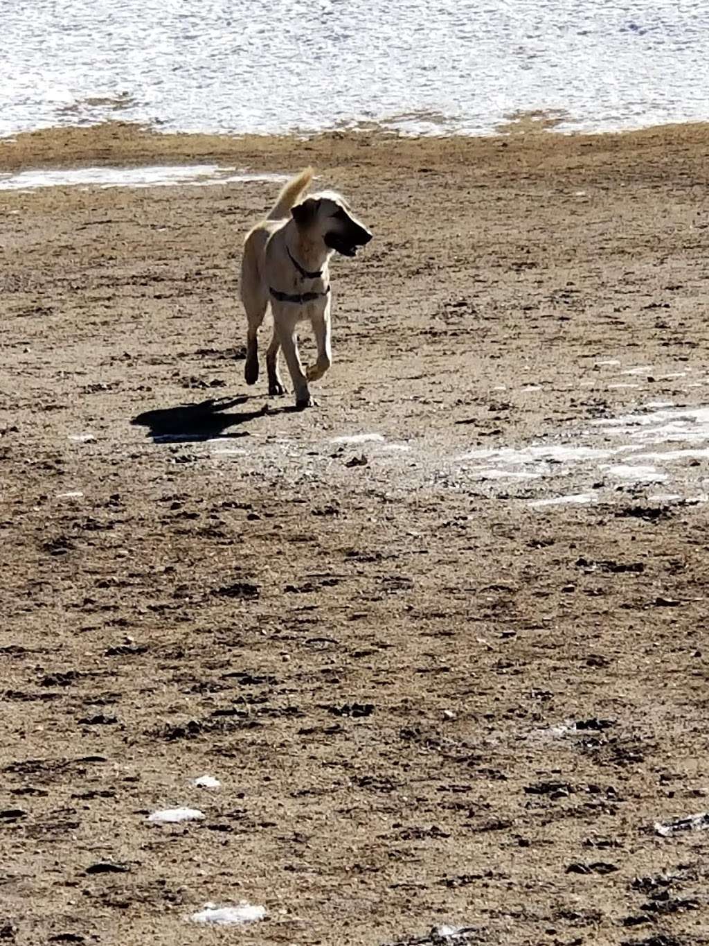 Wiggly Field Dog Park | 4712-4752 Meadows Blvd, Castle Rock, CO 80109, USA