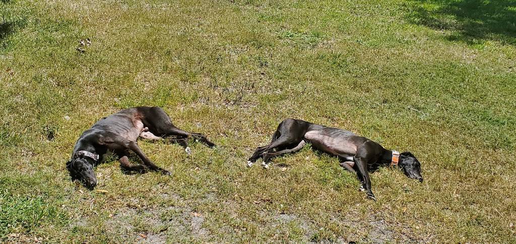 Greyhounds as Pets | 2600 W 5th St, Jacksonville, FL 32254, USA | Phone: (904) 388-6034