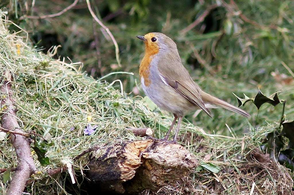 Hertford Heath Nature Reserve | 6 Harlings, Hertford Heath, Hertford SG13 7PQ, UK | Phone: 01727 858901