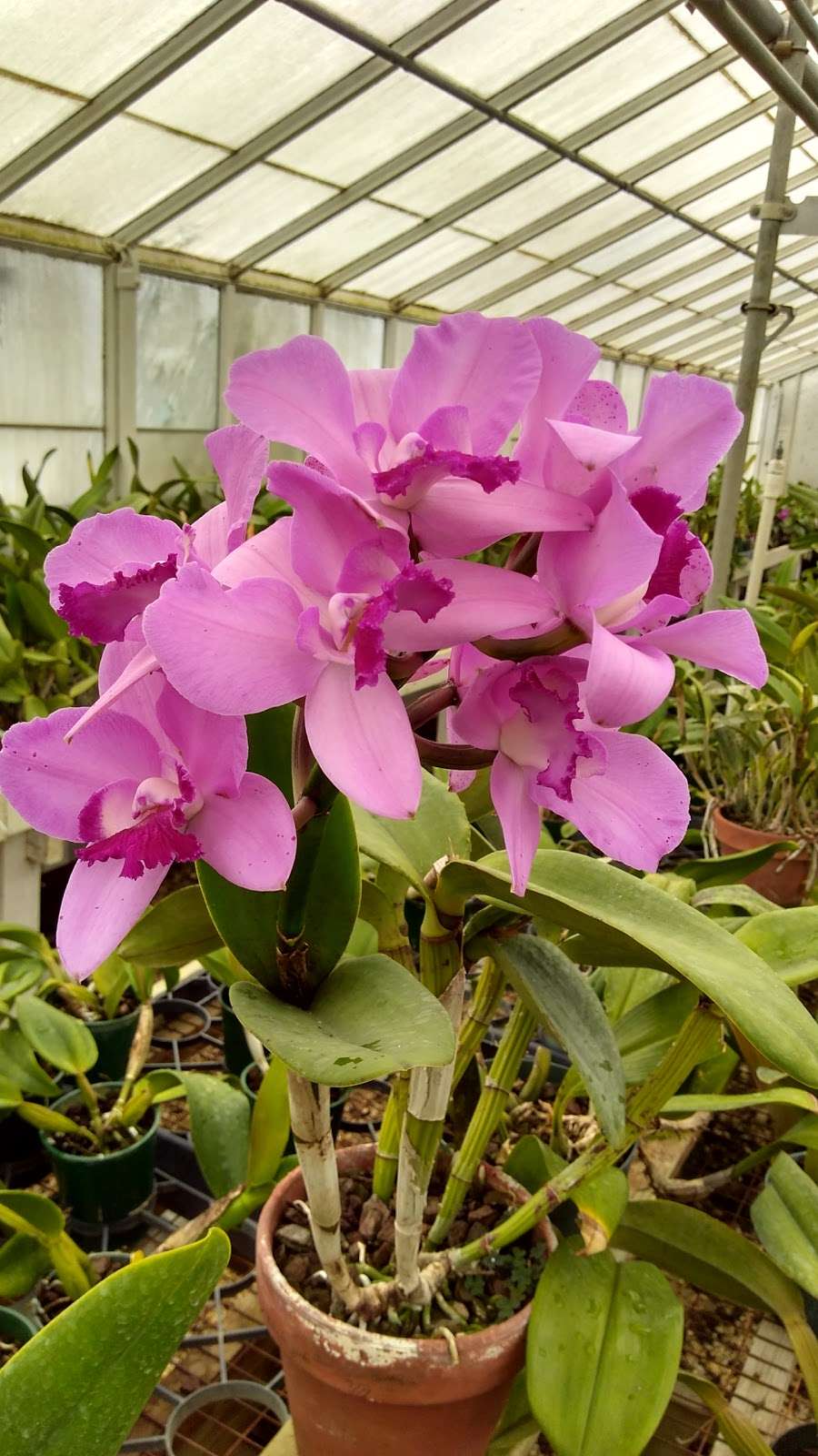 Silvas Orchids | 635 Wayside Rd, Neptune City, NJ 07753, USA | Phone: (732) 922-2635