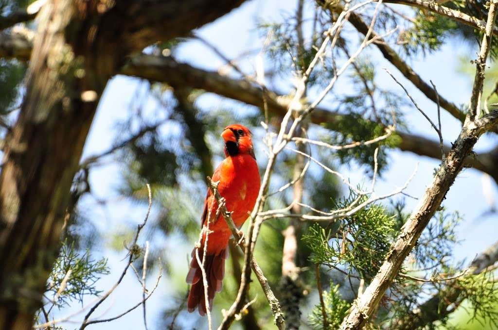 Warbler Woods Bird Sanctuary | 19349 Old Wiederstein Rd, Cibolo, TX 78108, USA | Phone: (210) 602-8621