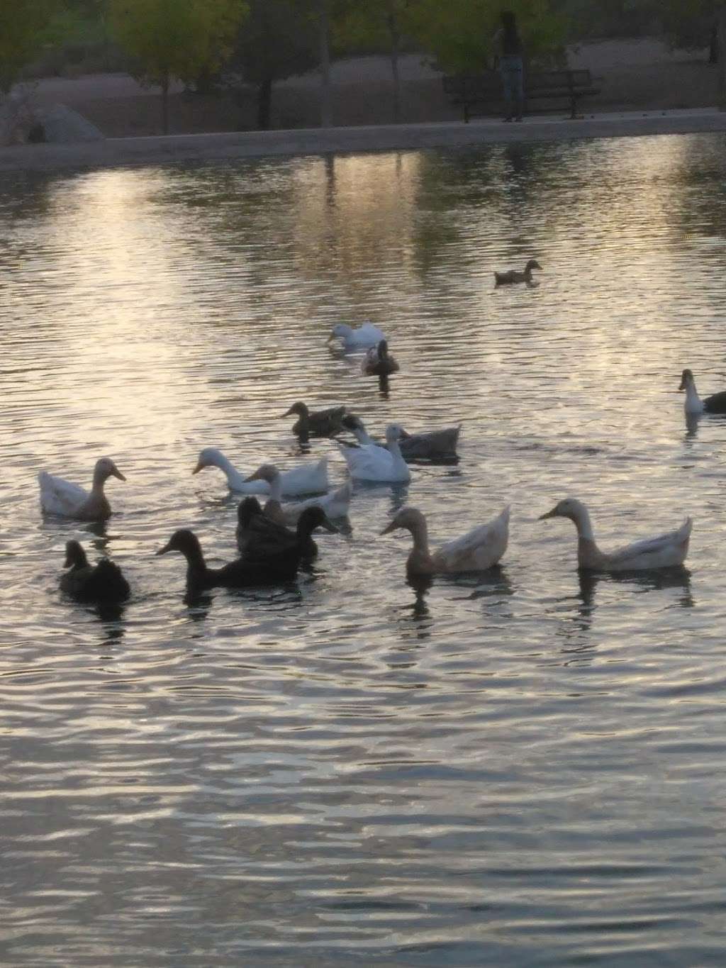 Boulder City Memorial park Pond | Boulder City, NV 89005, USA