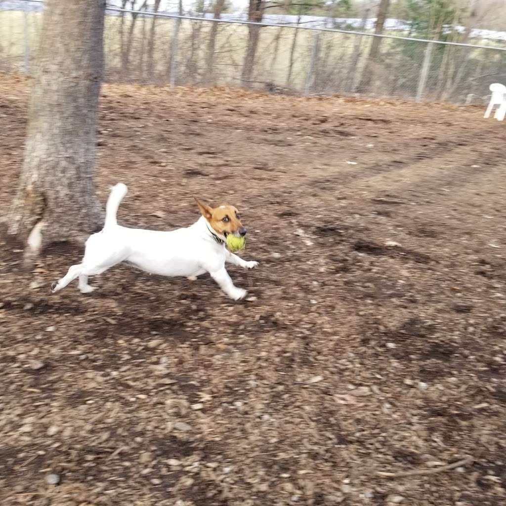 Maynard Dog Park | 128 Waltham St, Maynard, MA 01754, USA | Phone: (978) 331-0364