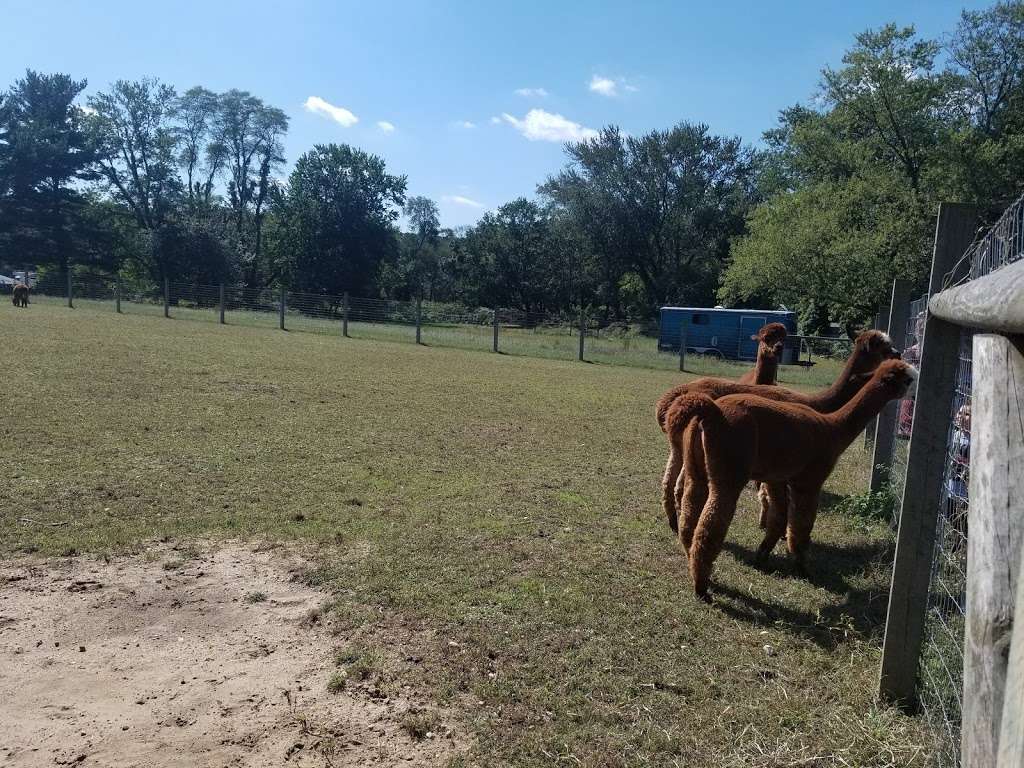 Arrow Acres alpaca farm | 2011 Bentz Rd, Wall Township, NJ 07719 | Phone: (732) 861-1385