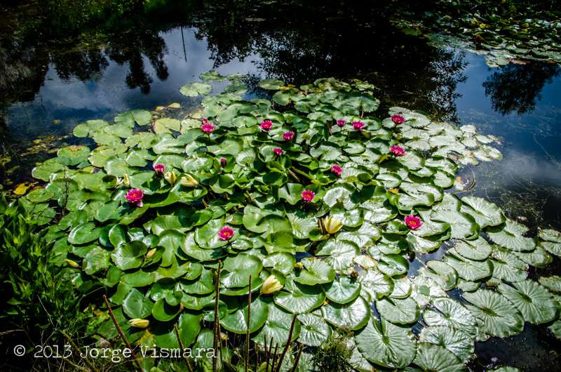 Finch Frolic Garden | 390 Vista Del Indio, Fallbrook, CA 92028, USA