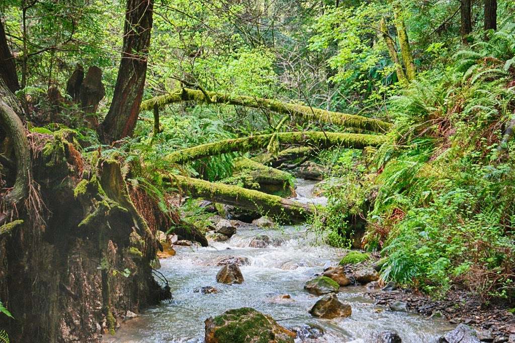 Purisima Creek Redwoods Open Space Preserve | Half Moon Bay, CA 94019, USA | Phone: (650) 691-1200