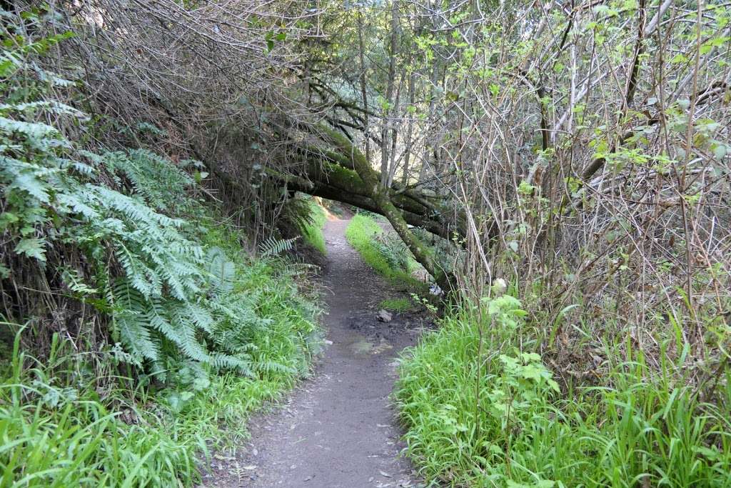 Matt Davis Trail Head | Matt Davis Trail, Stinson Beach, CA 94970, USA