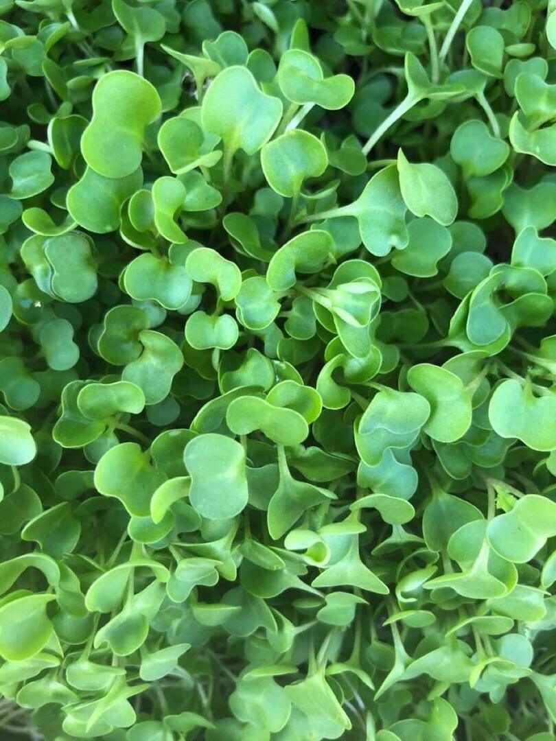 Microgreens R Us San Diego | 4871 Conrad Ave, San Diego, CA 92117, USA | Phone: (858) 610-0333