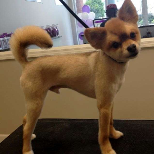 The Groomers Corner | 4002, 2000 N Milwaukee Ave, Chicago, IL 60647, USA | Phone: (773) 661-2804