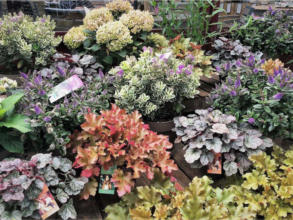 Vanstone Park Garden Centre | Hitchin Road Codicote, Hitchin, Codicote, Hitchin SG4 8TH, UK | Phone: 01438 820412