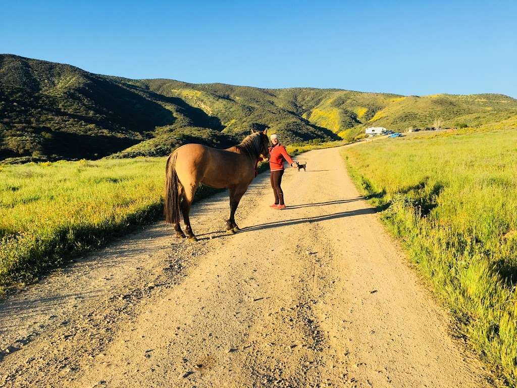 Carrizo Plain National Monument | Soda Lake Rd, Maricopa, CA 93252, USA