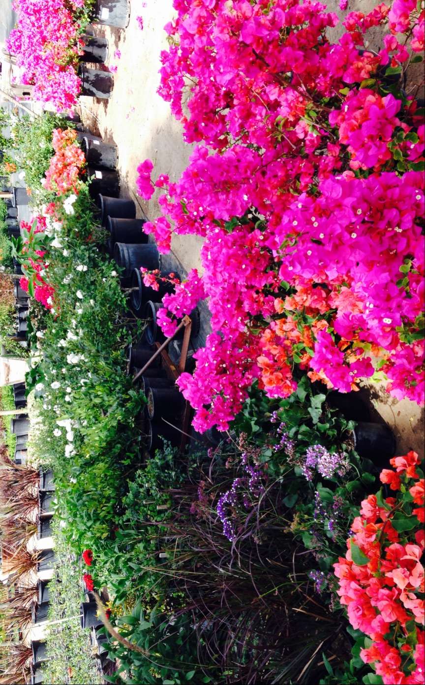 GREEN TREE NURSERY | 3977 Bradley Rd, Somis, CA 93066, USA | Phone: (805) 432-1245