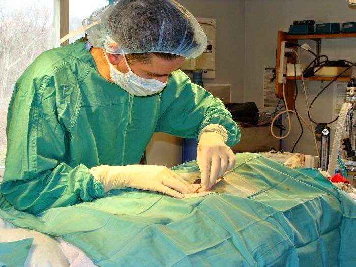 VCA Hanson Animal Hospital | 705 Main St, Hanson, MA 02341, USA | Phone: (781) 293-2511