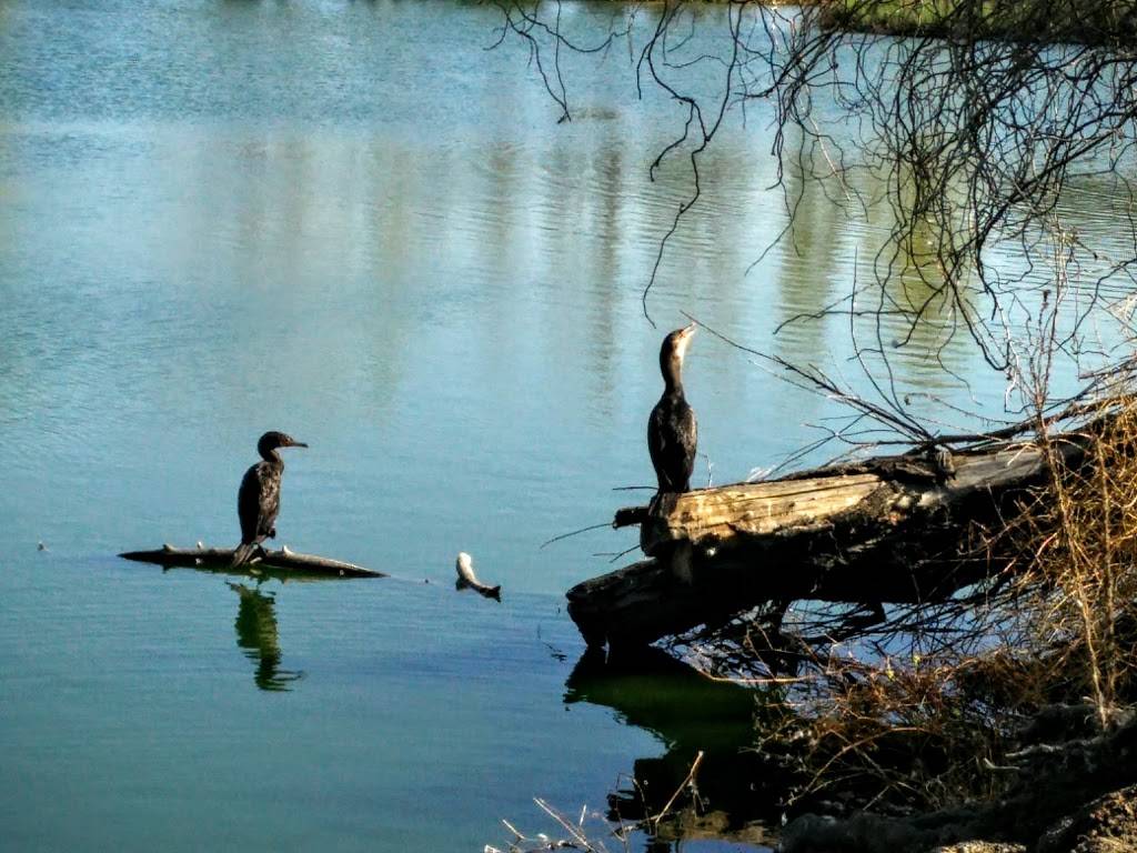 Penitencia Creek Park | 3050 Berryessa Rd, San Jose, CA 95132, USA | Phone: (408) 535-3570 Penitencia Creek Park | 3050 Berryessa Rd, San Jose, CA 95132, USA | Phone: (408) 535-3570