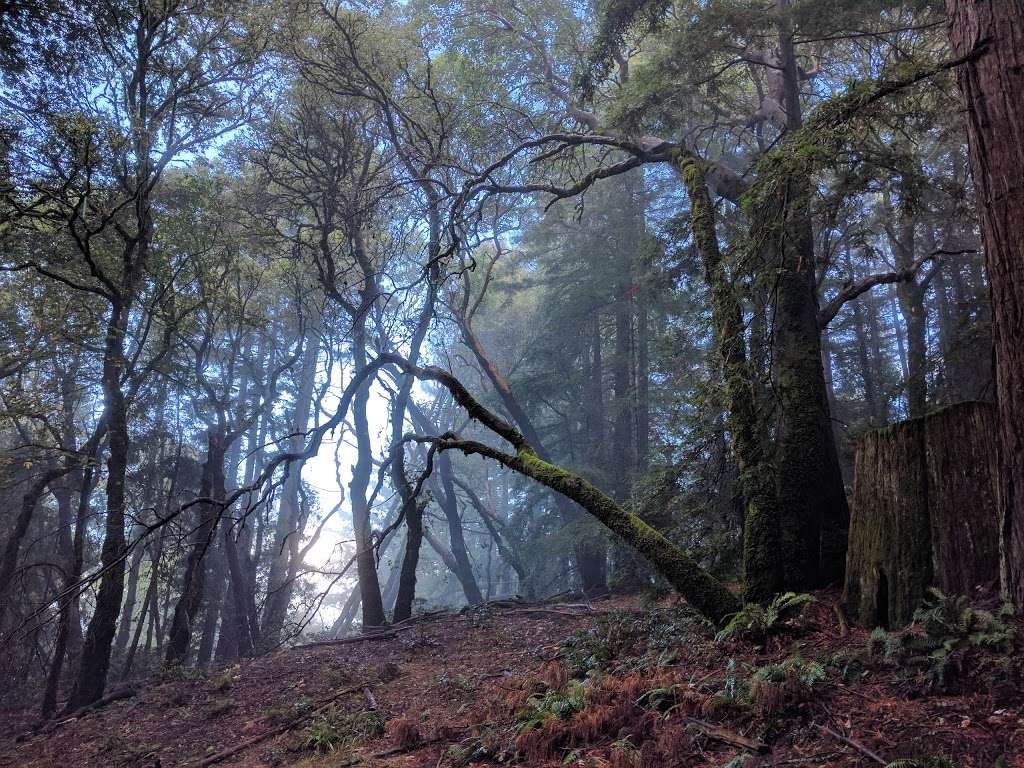 Methuselah Tree | Redwood City, CA 94062, USA