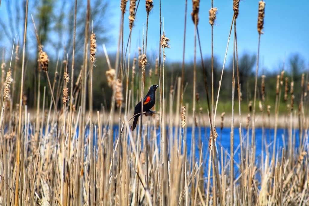 McKee Marsh at Blackwell Forest Peserve | Mack Rd, Warrenville, IL 60555