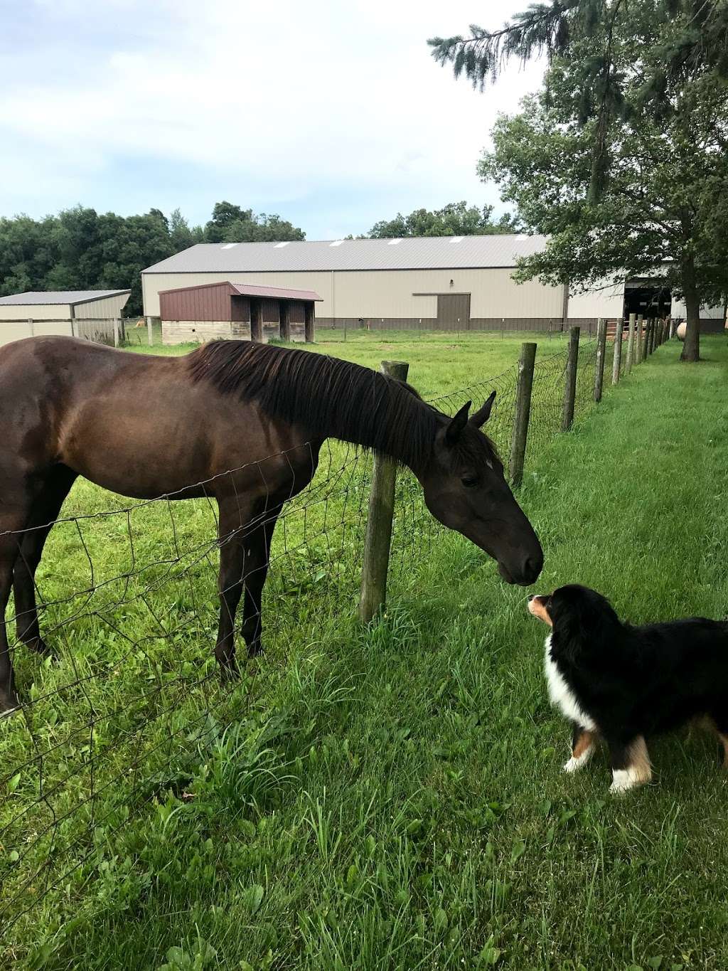 Lewis Veterinary Services LLC | 46W170 IL-38, Maple Park, IL 60151 | Phone: (331) 431-2600