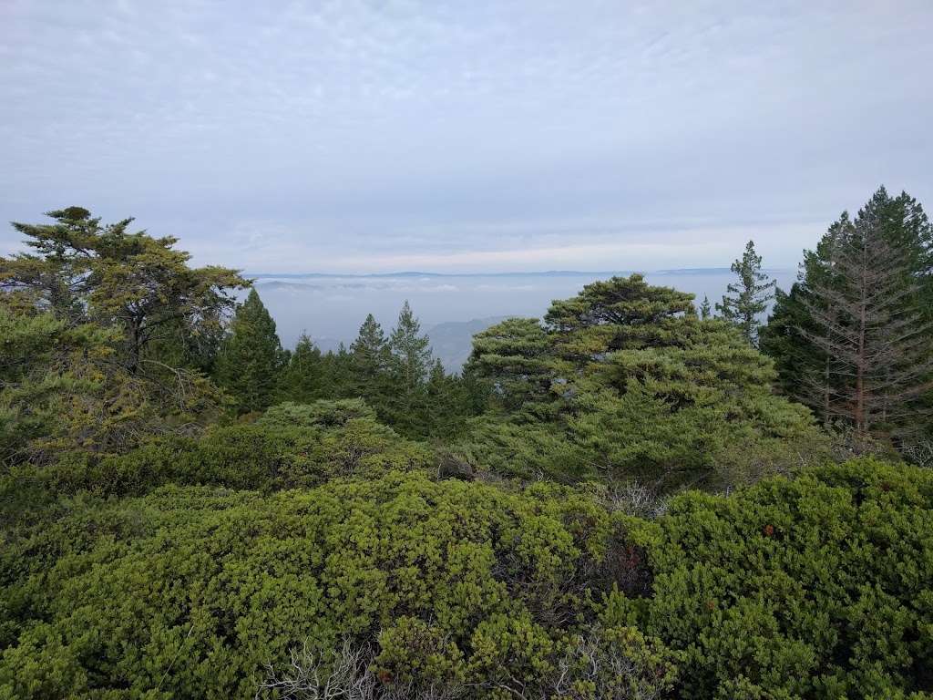 Mount Tamalpais Game Refuge | Greenbrae, CA 94904