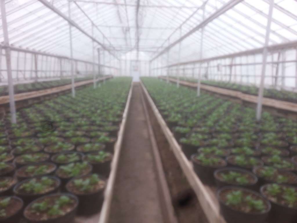 Millers Greenhouse | 806 Sanatoga Rd, Pottstown, PA 19465 | Phone: (610) 495-6682