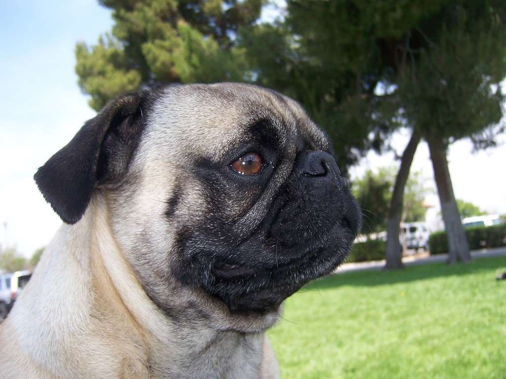 Lincoln Plaza Veterinary Clinic | 2955 Van Buren Boulevard, Riverside, CA 92503, USA | Phone: (951) 359-0363