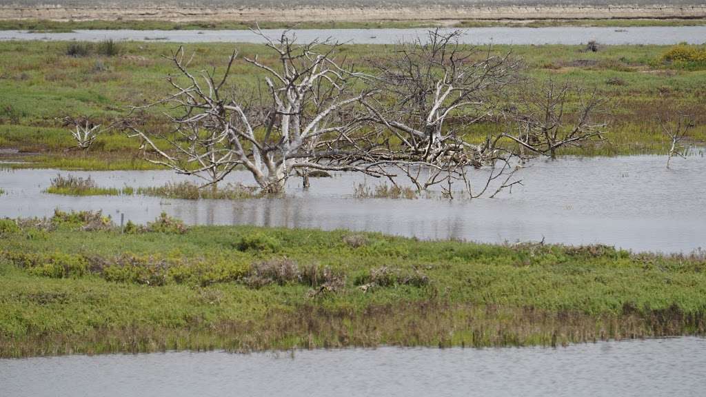 Bolsa Chica Ecological Reserve | 18000 CA-1, Huntington Beach, CA 92648 | Phone: (714) 846-1114