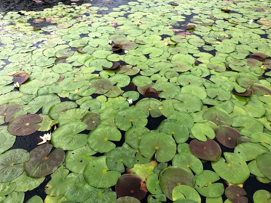 Cash Lake Trail | Cash Lake Trail, Laurel, MD 20708, USA