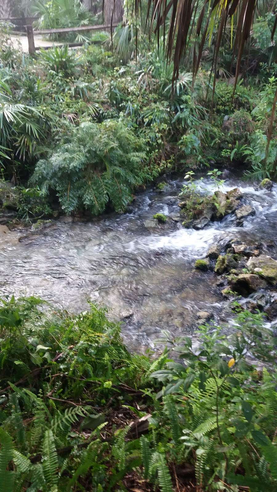 Juniper Springs Recreation Area | Florida, USA