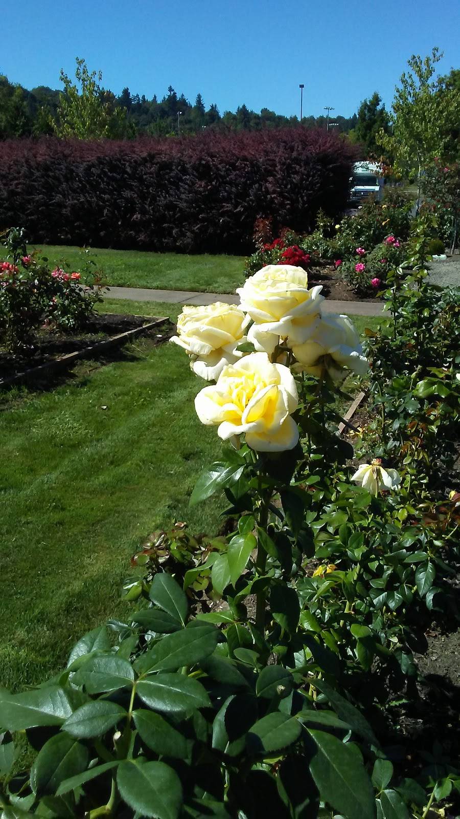 Sara Hite Rose Garden | 5440 SE Kellogg Creek Dr, Portland, OR 97222, USA | Phone: (503) 653-8100