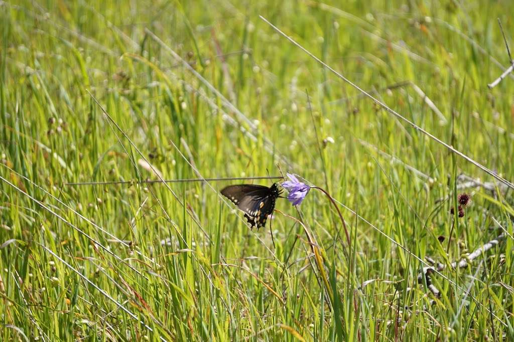 Ignacio Valley Preserve | Novato, CA 94949