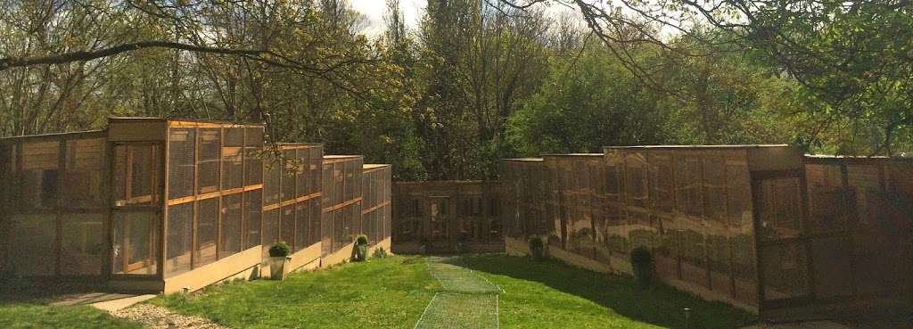 Wareside Cattery | Wareside Lodge, Wareside SG12 7RB, UK | Phone: 01920 465623