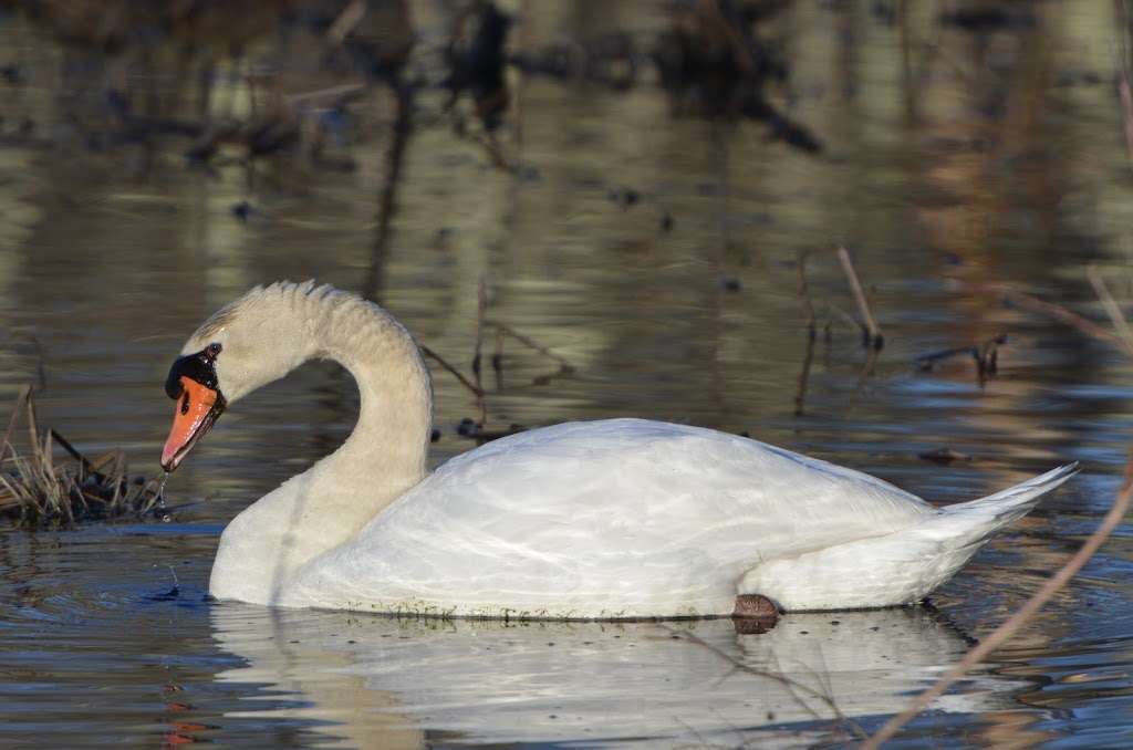 Great Swamp | Great Swamp Rd, Basking Ridge, NJ 07920, USA