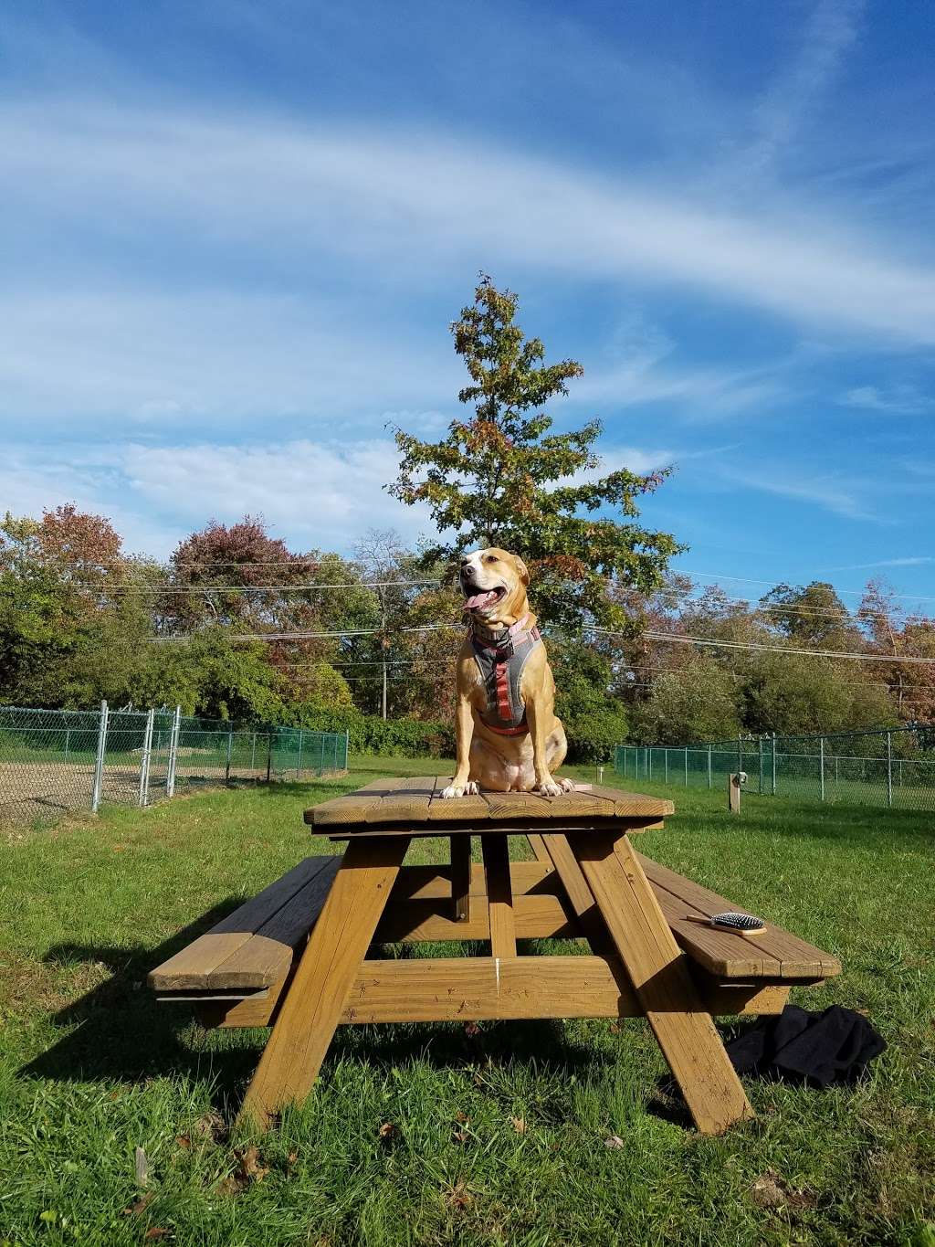 Wall Township Off Leash Dog Park | 2201 Marconi Rd, Wall Township, NJ 07719, USA