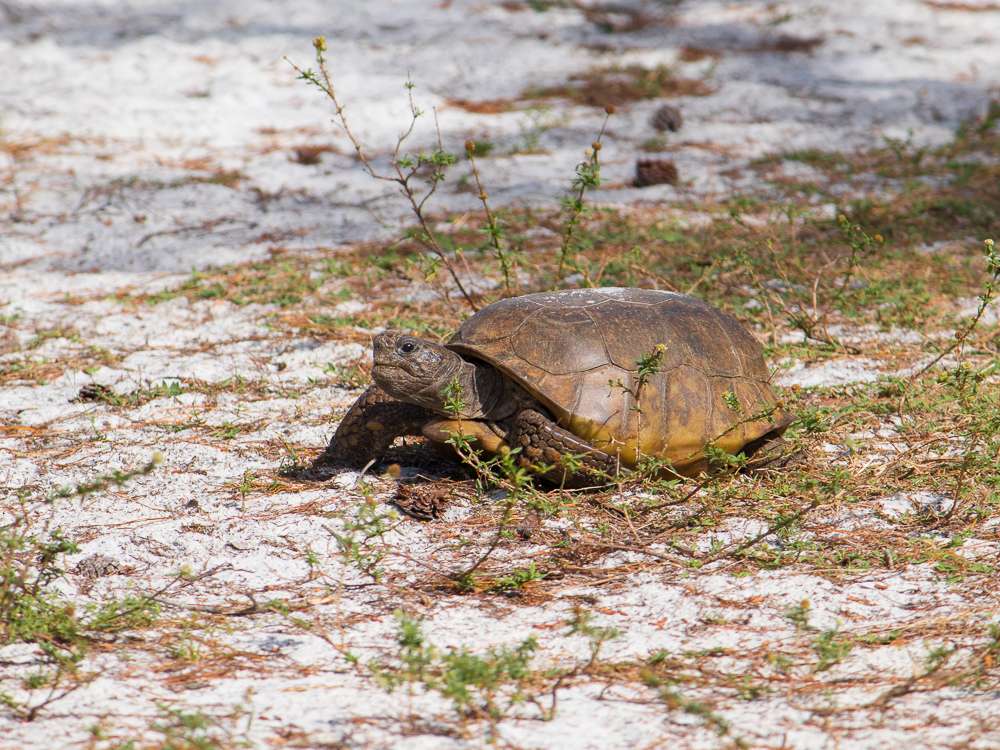 Seacrest Scrub Natural Area | 3400 S Seacrest Blvd, Boynton Beach, FL 33435, USA | Phone: (561) 233-2400