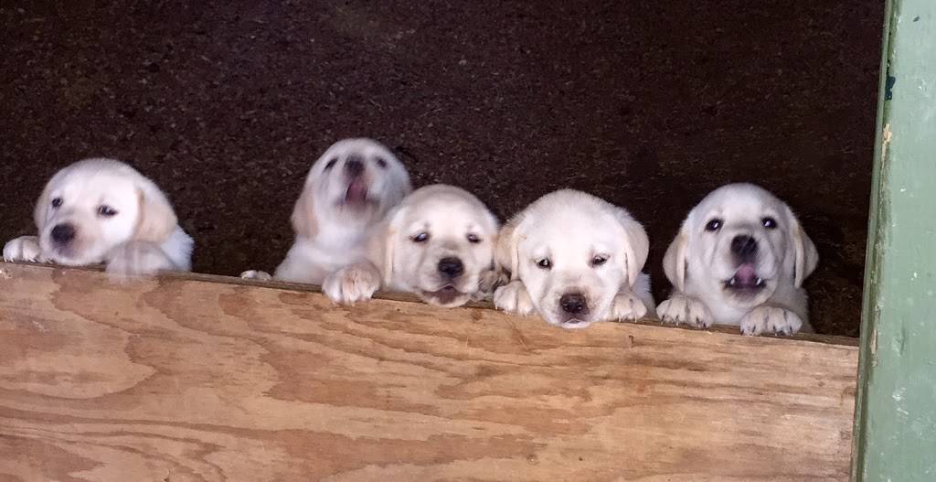 River Road Veterinary Hospital | 3501 River Rd, Jefferson, LA 70121, USA | Phone: (504) 838-0288