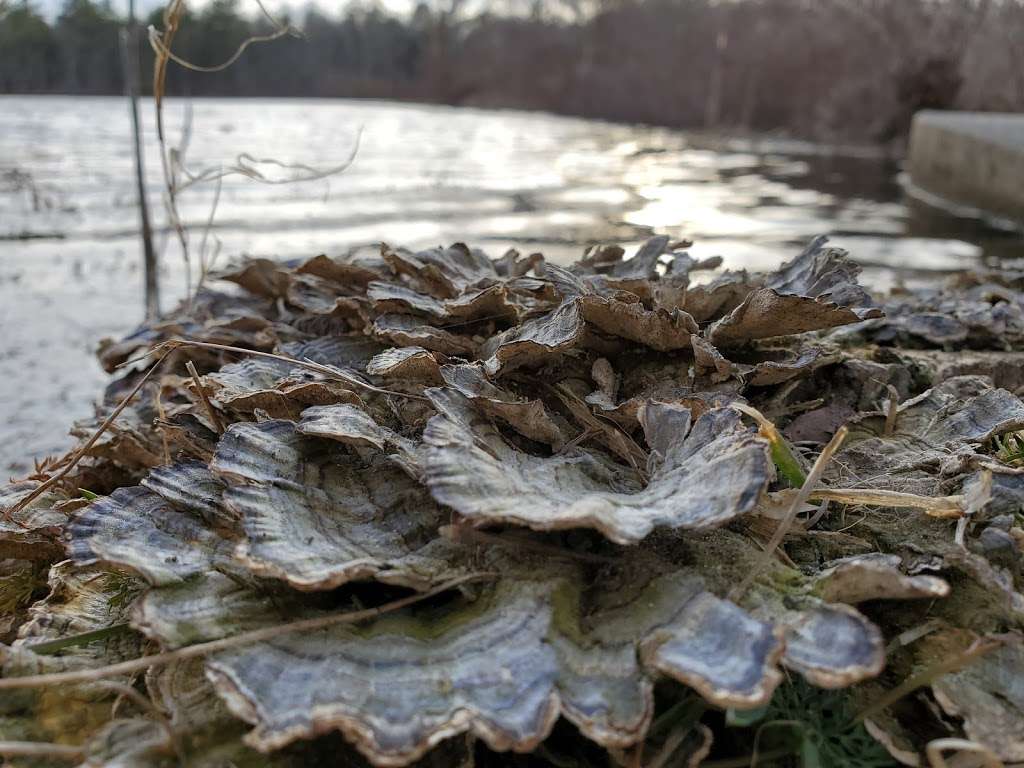 Carvers Pond | Summer St, Bridgewater, MA 02324, USA