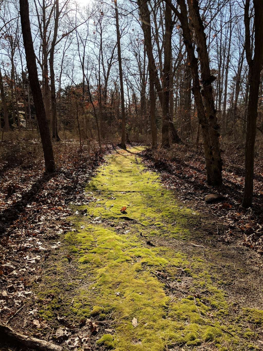 Steelmantown Cemetery | 101 Steelmantown Rd, Woodbine, NJ 08270, USA | Phone: (609) 628-2297