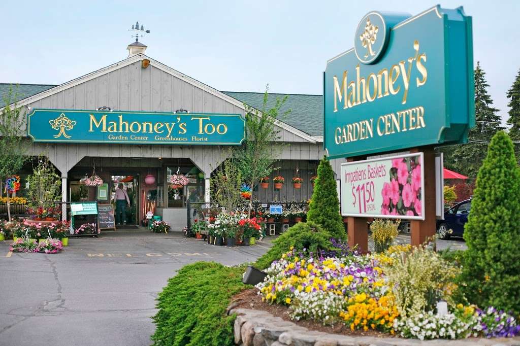 Mahoneys Garden Center | 1609 Main St, Tewksbury, MA 01876, USA | Phone: (978) 851-2712